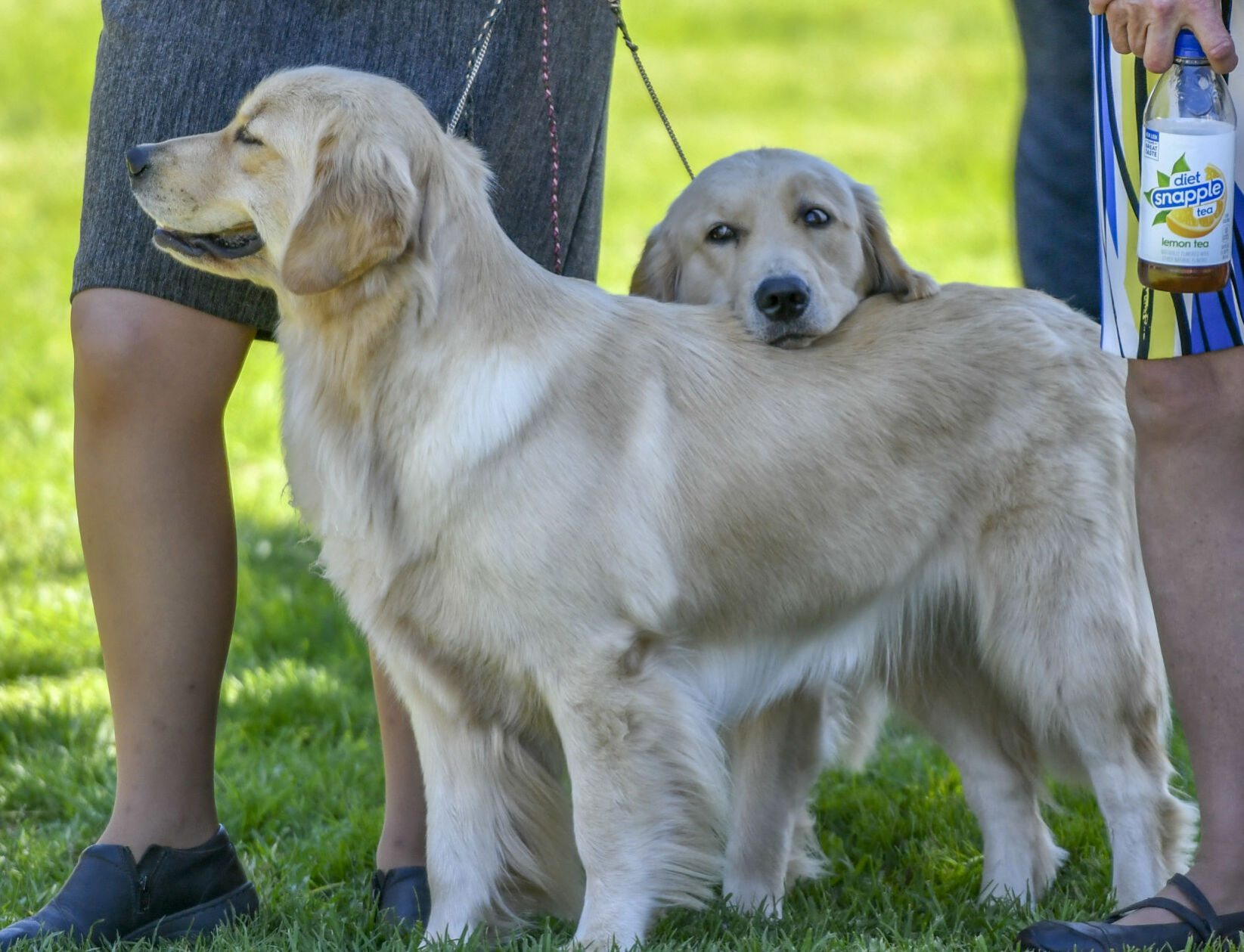 073121 Dog show 13.JPG